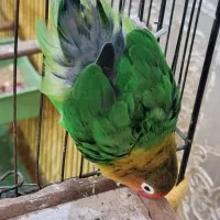 یک جفت طوطی برزیلی|پرنده|قم, شاه سید علی|دیوار