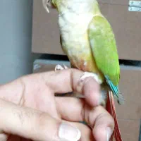 گرینچیک نر رام|پرنده|پاکدشت, پاکدشت (مامازند)|دیوار