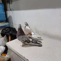 فروش کبوتررنگی|پرنده|بندر امام خمینی, |دیوار