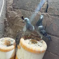 یک جفت کفتر چاشنی بازی|پرنده|بیرجند, |دیوار