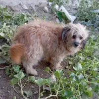 شیتزونردوسال