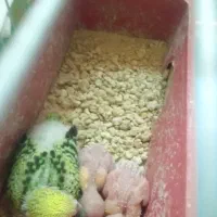 فروش جفت مرغ عشق همراه جوجه