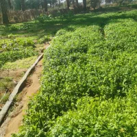 سبزی گشنیز و شوید|خوردنی و آشامیدنی|جیرفت, |دیوار