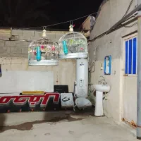 خاکیو|پرنده|خورموج, |دیوار