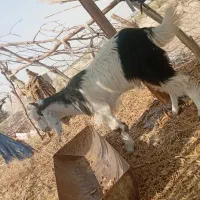 تروشت فروشی