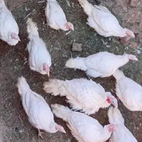 فروش بوقلمون گوشتی