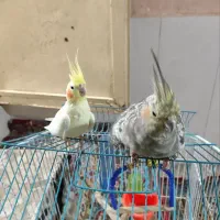 یک جفت عروس هلندی سرحال