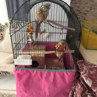 طوطی گرینچیک|پرنده|آستارا, |دیوار