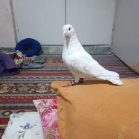 کبوتر گمشده