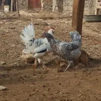 مرغ گلین تخم گذار