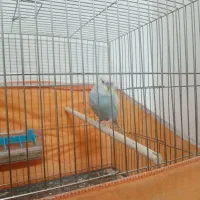 مرغ عشق هلندی|پرنده|قم, انسجام|دیوار