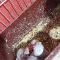 عشق|پرنده|خمینی‌شهر, |دیوار