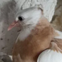 کبوتر|پرنده|جم, |دیوار