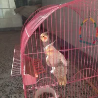 جفت عروس هلندی مست ودستی|پرنده|کارون, |دیوار