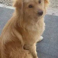 سگ اهلی و نگهبان