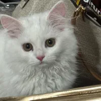 گربه پرشین|گربه|ارومیه, |دیوار