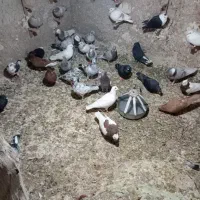 40عددفروشی