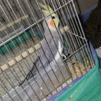 فروش و معاوضه تعدادی پرنده