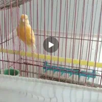 قناری نر|پرنده|گلپایگان, |دیوار