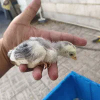 جوجه گلین باکیفیت ریشو چهل تاج