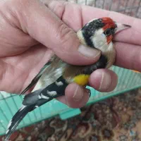 سهره نر آس|پرنده|اصفهان, مهدی آباد|دیوار