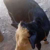 فروش گوساله اصیل