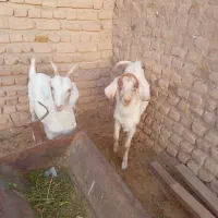 بزغاله|حیوانات مزرعه|نصر آباد, |دیوار