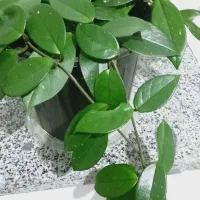 گلدون.|عمده‌فروشی|آباده, |دیوار