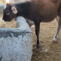 گوساله ماده جنس خوب