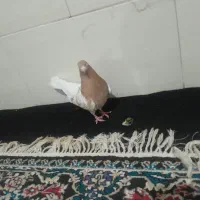 نرو ماده کله زرد|پرنده|کرج, حسین آباد (اکبر آباد)|دیوار