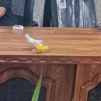 عروس هلندی و برزیلی