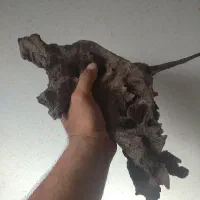 ریشه ابنوس
