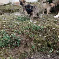 واگذاری توله سگ سرابی