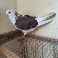 کبوتر نر شمرون