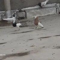 کبوتر رنگی پرشی|پرنده|تاکستان, |دیوار