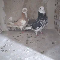 کفتر شازده هما
