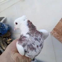 کبوتر|پرنده|نجف‌آباد, یزدانشهر|دیوار