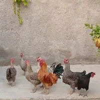 فروش مرغ محلی