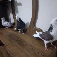 ی جفت کفتر آس|پرنده|قرچک, شهرک طلائیه|دیوار