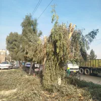 هرس.باغبانی|خدمات باغبانی و درختکاری|قم, بلوار امین و ساحلی|دیوار