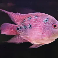 ماهی فلاور ماده سایز ۱۲ سانت