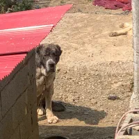 واگذاری سگ خراسانی|سگ|شفت, |دیوار