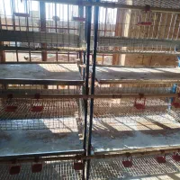 قفس مرغ تخم گذار