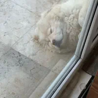 چاو چاو نژاد اصلی