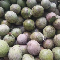 گردو سبز