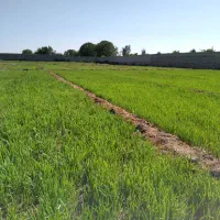 سبزی و میوه فروشی شجاعی