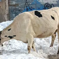 گاو هلشتاین