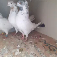 کفتر کله زرد و کله دم سبز شمرونی پرشی عتیقه