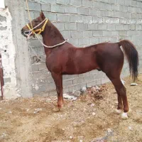 یک راس اسب سیلمی کرد