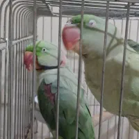 شاه طوطی،گرینچیک،عروس